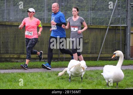 Winchester, Hampshire, Regno Unito. 23rd febbraio 2020. I corridori della Winchester 10K sono rimasti sorpresi di vedere un paio di cigni unirsi a loro mentre si avvicinavano al traguardo. Credit Stuart Martin/Alamy Live News Foto Stock