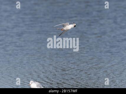 Common tern, Sterna hirundo in volo durante la stagione di allevamento, facendo una strana manouevre. Foto Stock