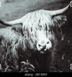 Mucca pelosa, simbolo scozzese, Scozia UK, immagine in bianco e nero Foto Stock