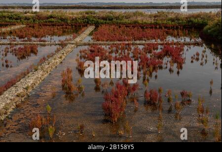 Saltpans intorno a Guérande con lo zaffiro, in Bretagna, in autunno, Francia Foto Stock