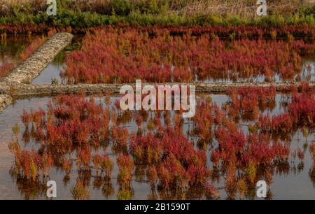 Saltpans intorno a Guérande con lo zaffiro, in Bretagna, in autunno, Francia Foto Stock