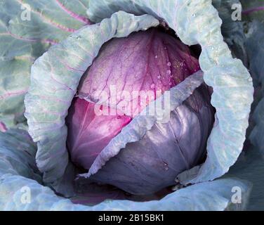 Cavolo rosso. Cavolo rosso vicino in un campo di fattoria. Cavolo con goccia d'acqua. Primo piano della testa di cavolo rosso che cresce in orto. Borsa cabbag viola Foto Stock