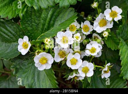 Pianta di fragola. Fioritura di fragola. Cespugli di fragole selvatiche. Fragole in crescita in giardino. Foto Stock