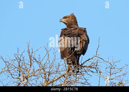 Un'aquila marziale (Polemaetus bellicosus) appollaiata su un albero, Parco Nazionale Kruger, Sud Africa Foto Stock