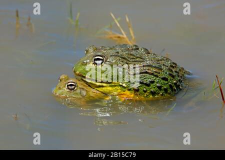 Un paio di torrane giganti africane di accoppiamento (Pyxicephalus adspersus) in acque poco profonde, Sud Africa Foto Stock