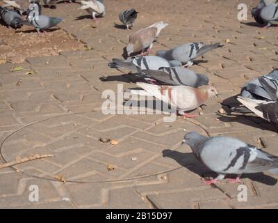 Gruppo di piccioni che mangiano nel parco. In fondo alla strada della città di palma di Maiorca Foto Stock