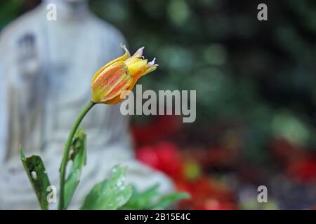 Colorato tulipano cottage apre dopo le tempeste di febbraio Foto Stock