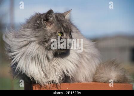 Grazioso gatto angora turco con occhi verdi e pelliccia grigia lunga Foto Stock