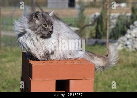 Grazioso gatto angora turco con occhi verdi e pelliccia grigia lunga Foto Stock