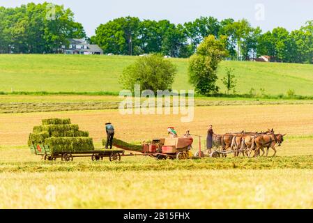 Amish uomo e donna che balano fieno in un campo in Pennsylvania USA Foto Stock