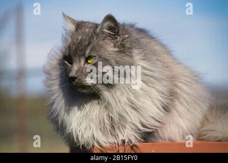 Grazioso gatto angora turco con occhi verdi e pelliccia grigia lunga Foto Stock