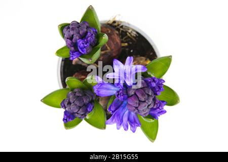 Vista ad alto angolo su isolato fiore viola con foglie verdi, sfondo bianco - hyacinthus orientalis Foto Stock