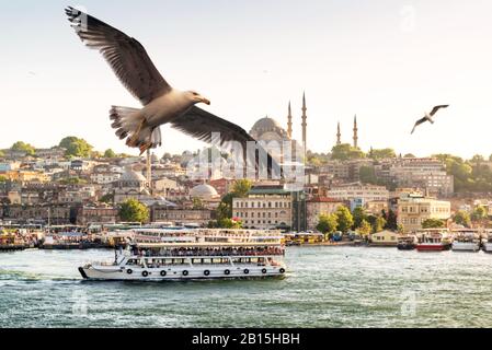 Gabbiani che volano sul Corno d'Oro a Istanbul, Turchia Foto Stock