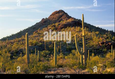 Vista Da Ajo Mountain Drive, Organ Pipe Cactus National Monument, Arizona Foto Stock