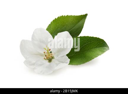 Fiore bianco di mela con foglie verdi fresche isolato su sfondo bianco Foto Stock