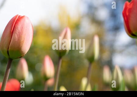 Tulipani rossi e gialli in diverse fasi di vita della fioritura alla soleggiata giornata primaverile con cielo blu nuvoloso sullo sfondo. Focus su primo piano, primo piano, sel Foto Stock
