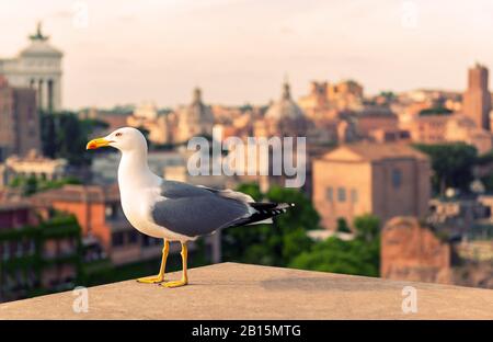 Seagull nel Foro Romano al tramonto a Roma Foto Stock