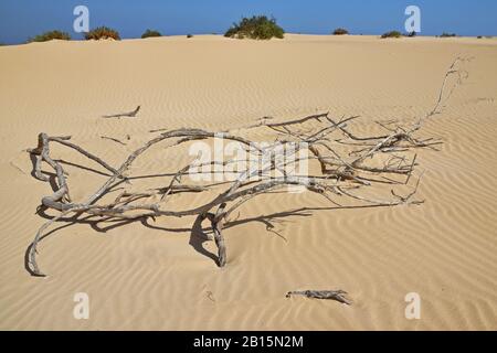 Rami morti di albero con ombre forti su dune di sabbia testurizzata con arbusti verdi all'orizzonte e cielo blu. Parco naturale Corralejo a Fuerteventura. Foto Stock