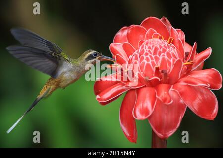 Hummingbird di eremita a lunga fattura (Phaethornis longirostris) che alimenta il fiore dello zenzero della torcia (Elatior di Etlingera). Puerto Viejo de Talamanca, coa caraibica Foto Stock