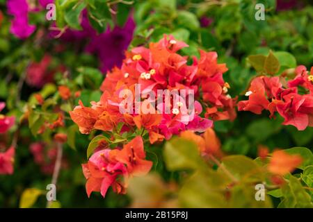 Bella fiori di bouganville arancione con alcune bouganville rosa al centro della messa a fuoco con uno sfondo floreale sfocato fuori fuoco Foto Stock