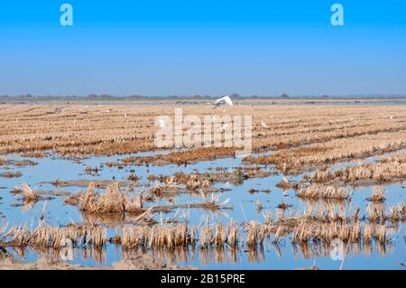 Ampio campo di riso dopo la raccolta con erba secca gialla. Gli uccelli bianchi si saccheggiano per il cibo. Cielo blu chiaro, ora invernale Foto Stock