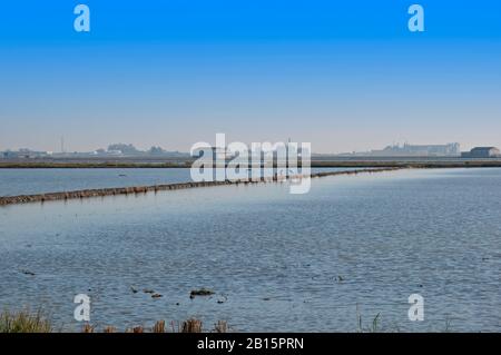 Cicogne nere e bianche che si siedono sulla striscia di terra tra campi di riso pieni d'acqua. Case e alberi all'orizzonte. Cielo blu chiaro, ora invernale Foto Stock