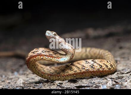 Dusky Mock Viper (Psammodynastes Polverulentus), Famiglia Lamprofiidae, Danum Valley Conservation Area, Sabah, Borneo, Malesia Foto Stock