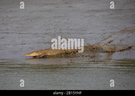 Coccodrillo in acqua salata all'interno del Sundarbans, la più grande foresta di mangrovie del mondo. Bangladesh Foto Stock