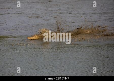 Coccodrillo in acqua salata all'interno del Sundarbans, la più grande foresta di mangrovie del mondo. Bangladesh Foto Stock