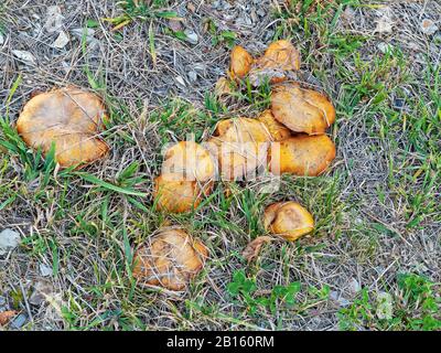 I funghi arancioni gialli crescono tra erba secca e verde Foto Stock
