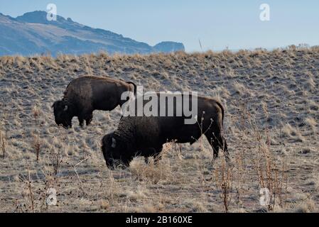 American Bison pascolare su Antelope Island, Utah, Stati Uniti. Questa è una sua purebred. La maggior parte dei bisonti sono allevati con bestiame domestico, chiamato Beefalo. Foto Stock