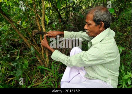 Sri Lanka, provincia di Uva, Dombagahawela, Madara, contadino che raccoglie cannella Foto Stock