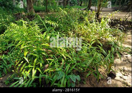 Sri Lanka, provincia di Uva, Dombagahawela, Madara, zenzero piante Foto Stock