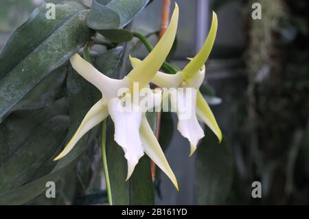 grandi infiorescenze di un orchidea di natale, angraecum sesquipedale, una pianta epifitica Foto Stock