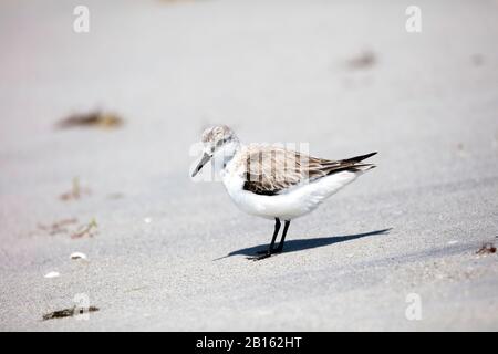 Sanderling (Calidris alba) si trova sulla riva in inverno piumaggio, Sanibel Island, Florida, Stati Uniti Foto Stock