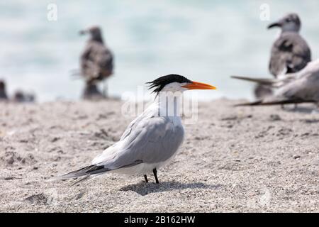 Royal tern (Thalasseus maximus) si trova sulla sabbia della riva, Florida, Stati Uniti Foto Stock