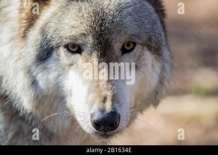 Lupo artico (Canis lupus artos) primo closeup nei boschi all'inizio della primavera Foto Stock