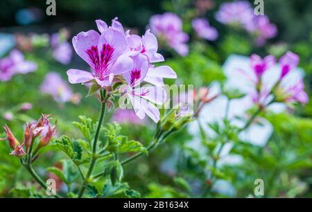 Pelargonio copthorne. Pelargonio Odoroso. Pelargonio foglie profumate. Primo piano del fiore di Pelargonio Foto Stock