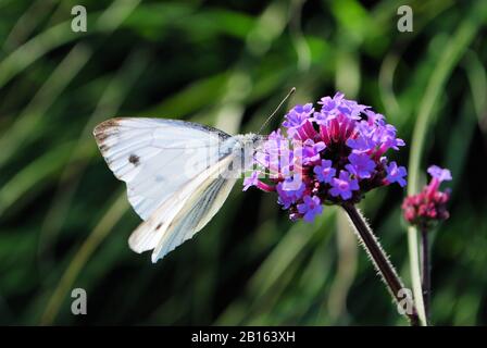 Farfalla Riposante Su Fiore Foto Stock