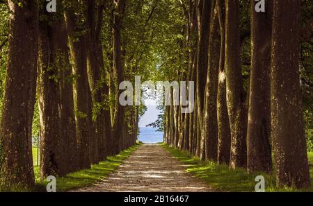 Avenue of Trees, lago Leman in background città di Losanna Svizzera Foto Stock