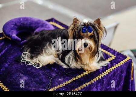 Seduto Biewer Yorkshire Terrier con arco blu. Foto Stock