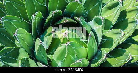 Agave Victoriae Reginae (Regina Victoria agave). Primo piano di foglie variegate. Bella piccola agave dal Messico settentrionale. Foto Stock