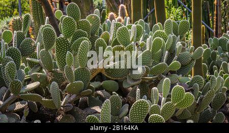 Opuntia microdasys conosciuto anche come orecchie conigliere o cactus polka dot. Giardino di piante di cactaceae. Foto Stock