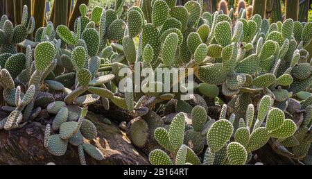 Opuntia microdasys conosciuto anche come orecchie conigliere o cactus polka dot. Giardino di piante di cactaceae. Foto Stock