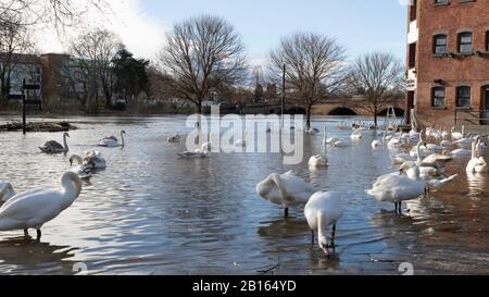 Swans, Worcester fiume Severn alluvione receeding. 23/02/20120 Worcester, Inghilterra Regno Unito. Le acque delle prime inondazioni di quest'anno stanno rifacendo Sun risplende sul circolo canoistico inondato di Worcester Foto Stock