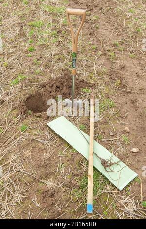 Albero Che Pianta, Valle Di Mourier, St. John, Jersey, Isole Del Canale. Foto Stock