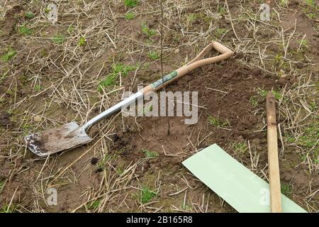 Albero Che Pianta, Valle Di Mourier, St. John, Jersey, Isole Del Canale. Foto Stock