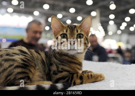 Gatto Bengala alla mostra di gatto a Mosca. Foto Stock