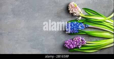 Primavera sfondo floreale. Banner. Cornice di giacinto o muscari d'uva su sfondo grigio vista dall'alto piatto. Carta vacanza con fiori. Spazio di copia. Foto Stock