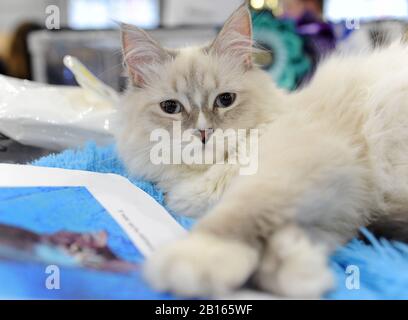 Gatto siberiano (Neva Masquerade) alla mostra di gatti a Mosca. Foto Stock